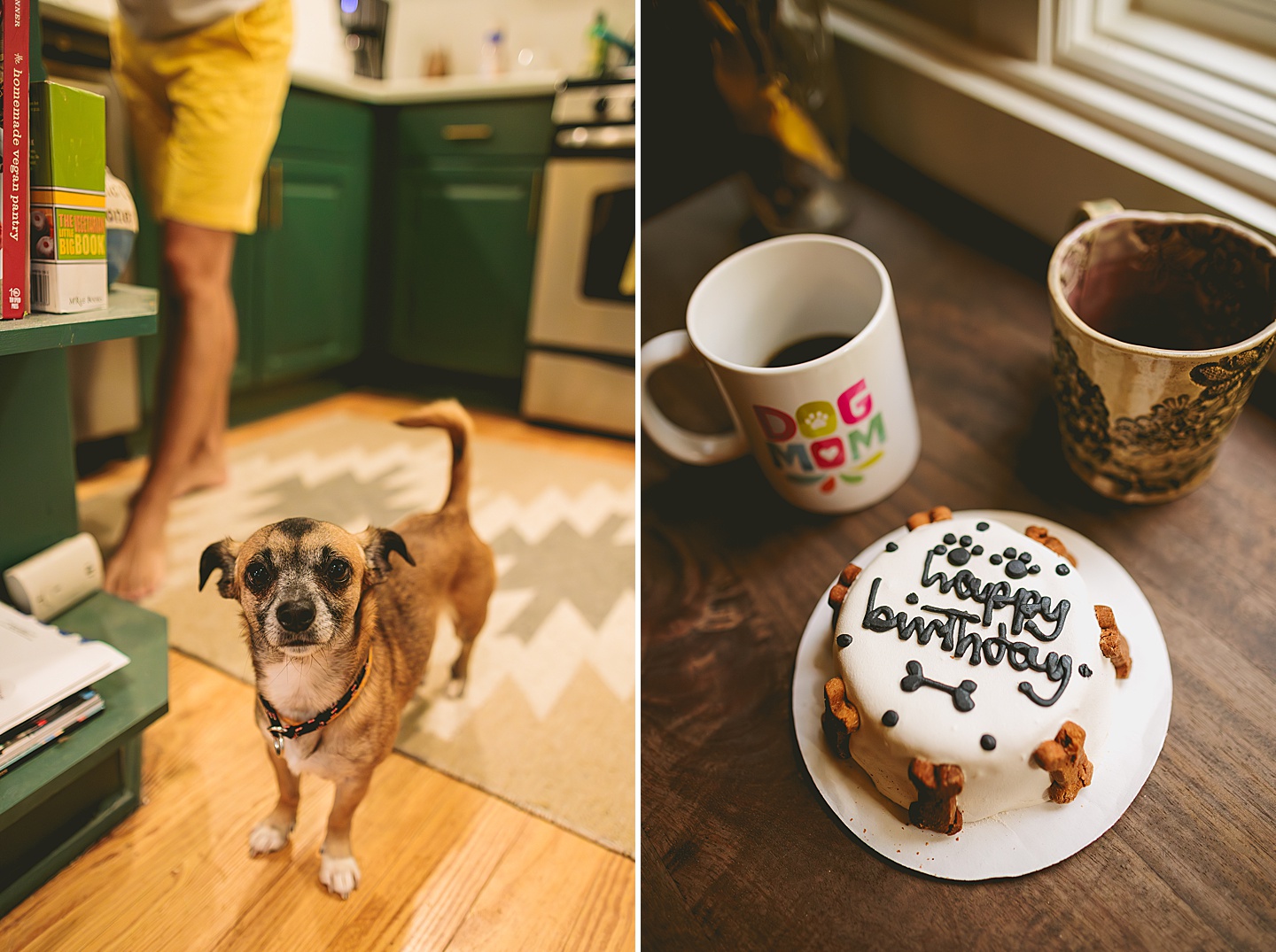 Dog photography portraits in Hillsborough