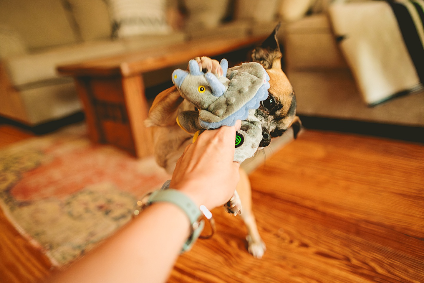 Dog photography portraits in Hillsborough