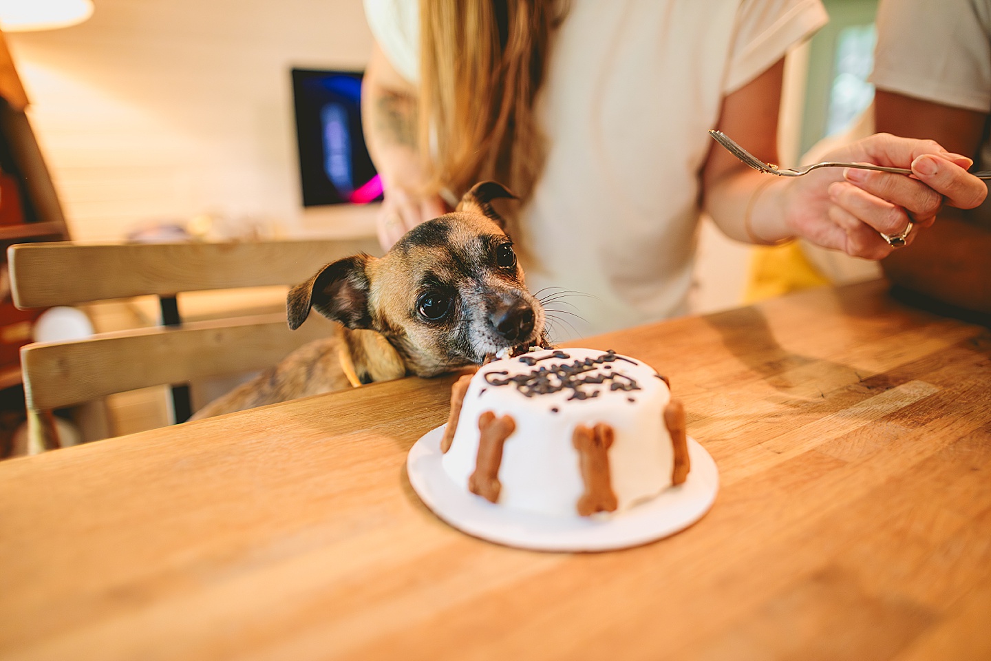 Dog gotcha day cake pictures 