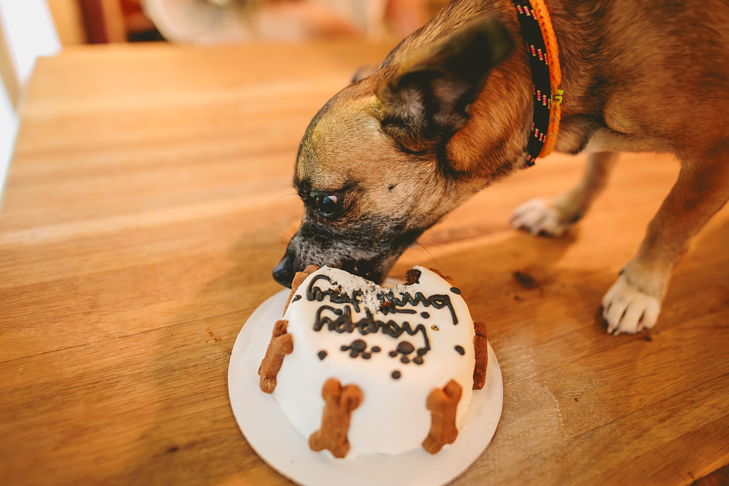 Dog gotcha day cake pictures 