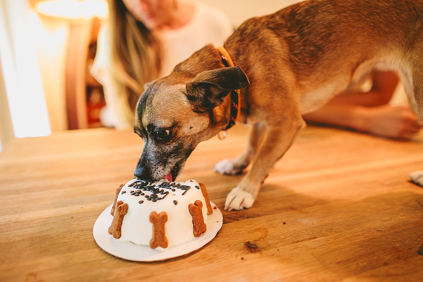 Dog gotcha day cake pictures 