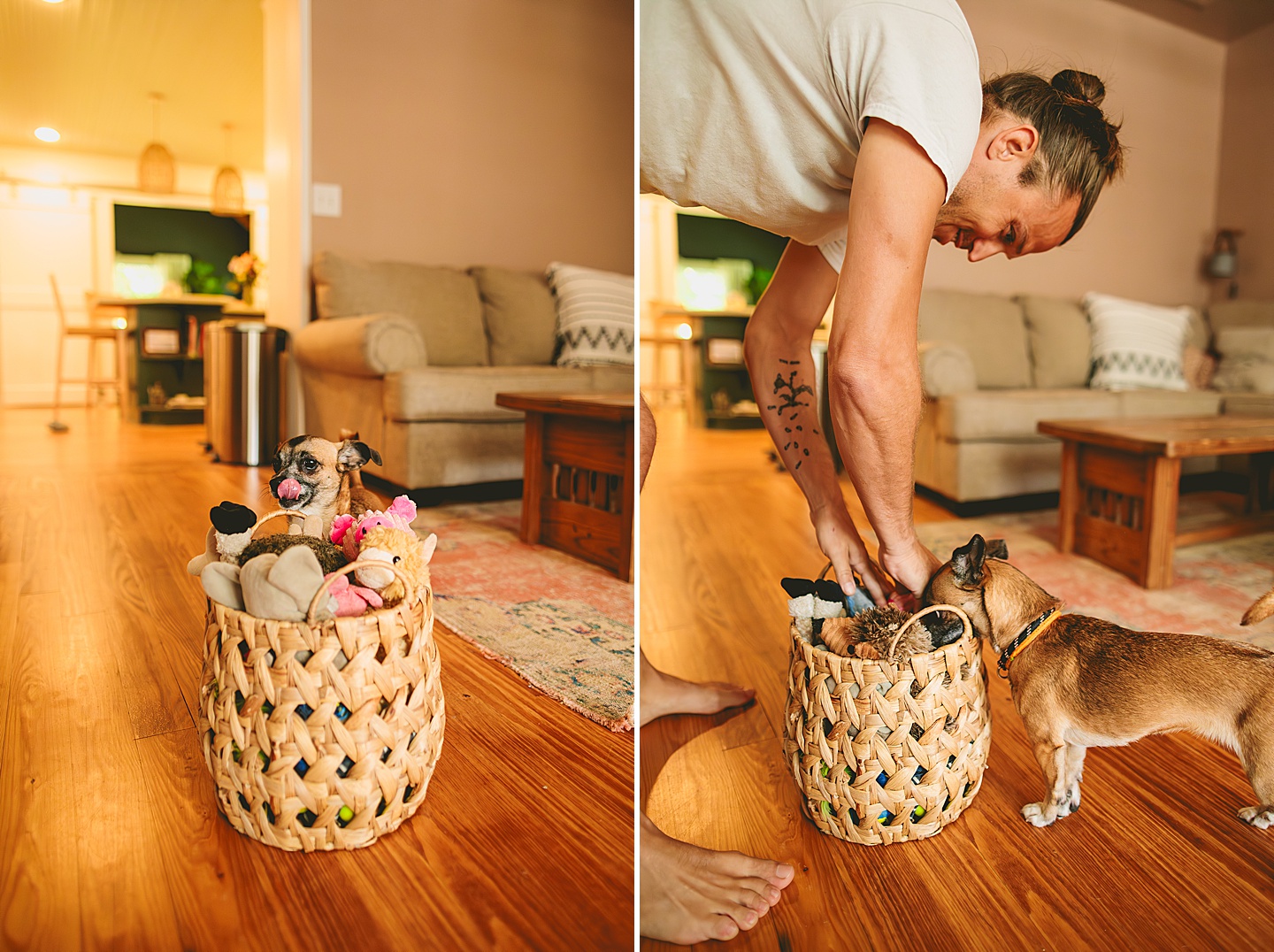 Dog looking through basket for toys