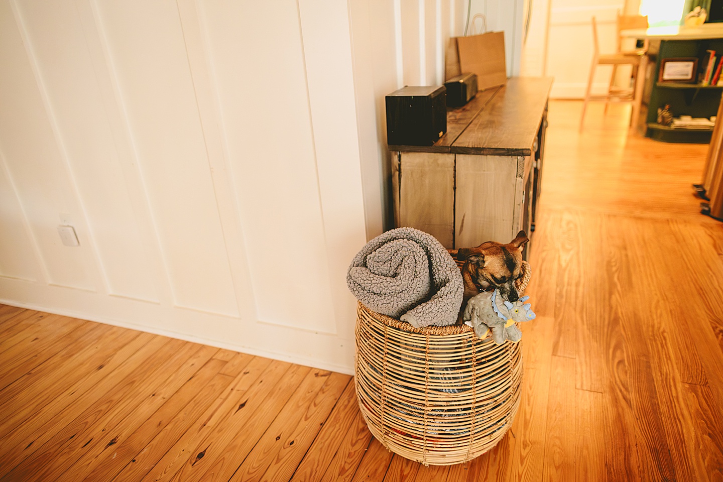 Dog looking through basket for toys