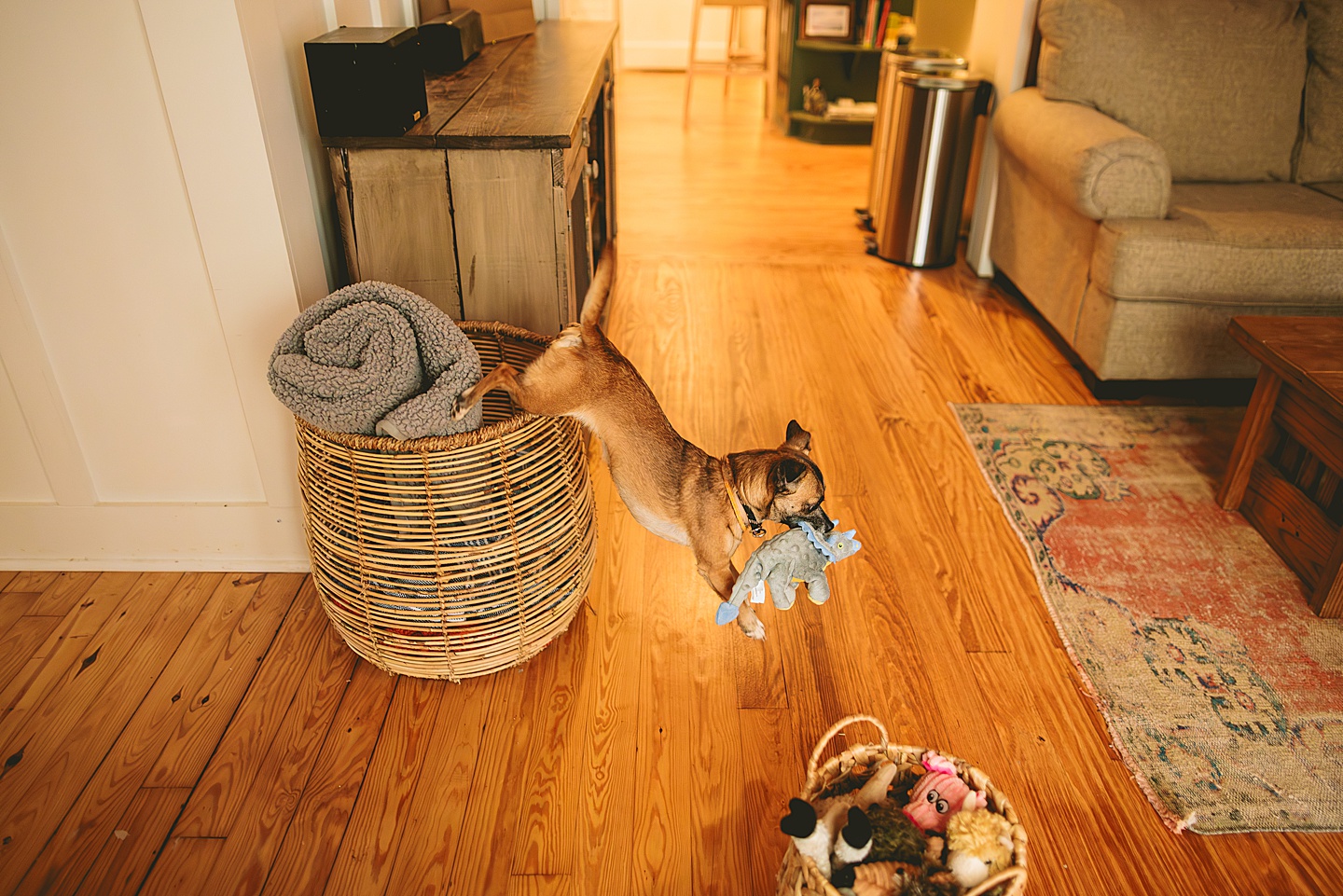 Dog looking through basket for toys