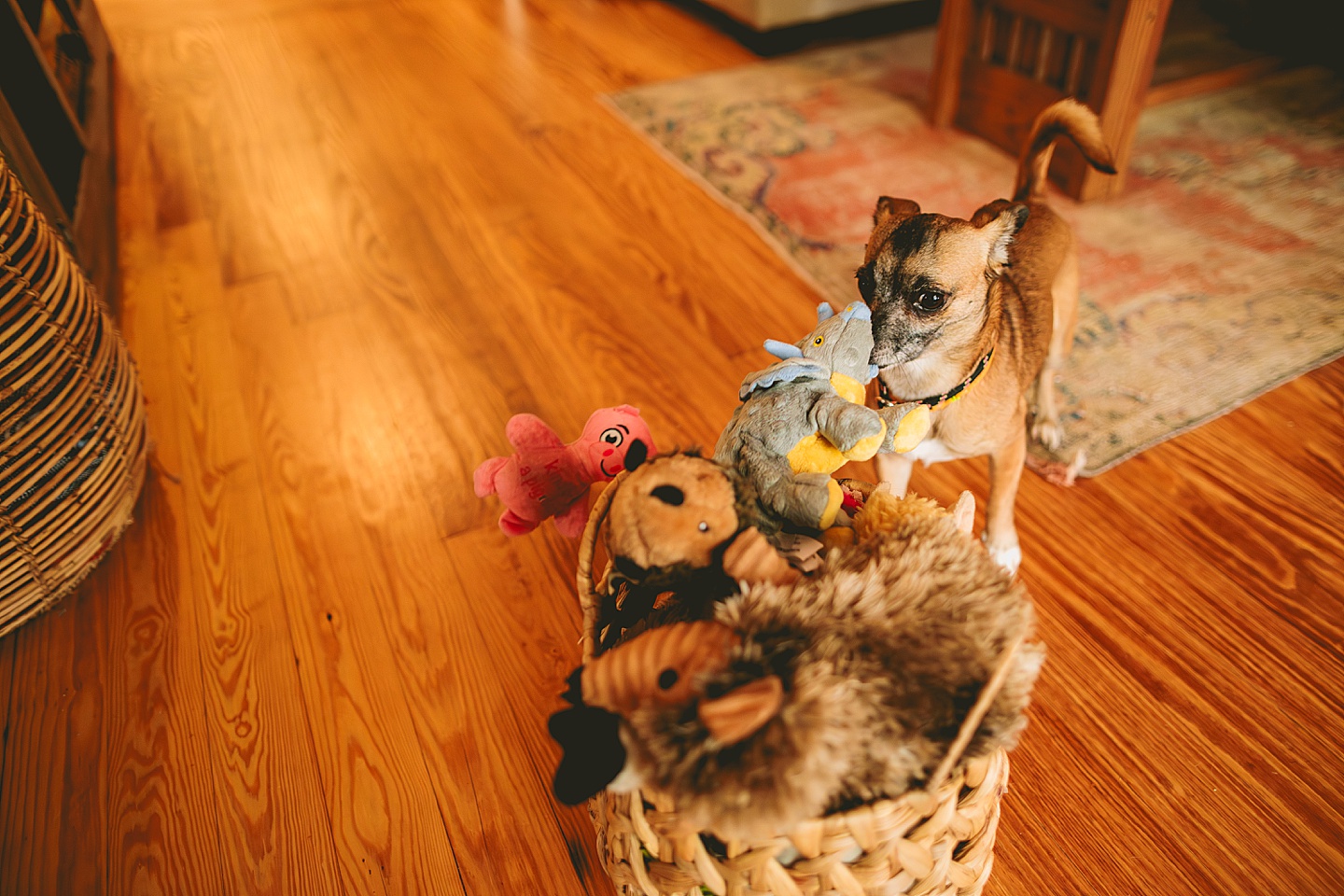 Dog looking through basket for toys