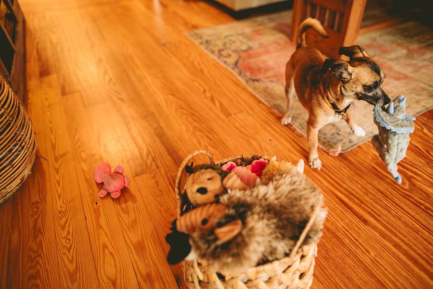Dog looking through basket for toys