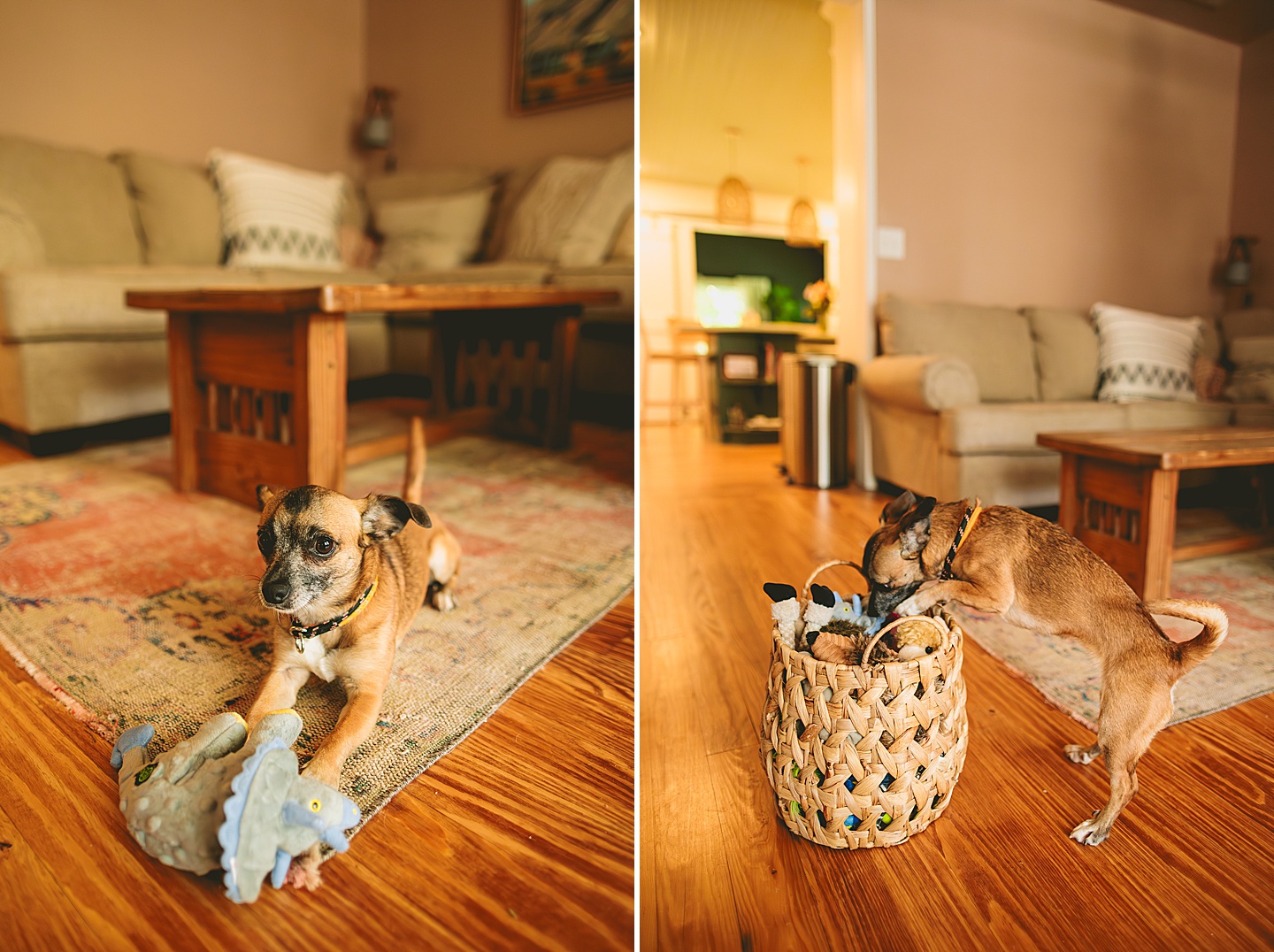 Dog looking through basket for toys