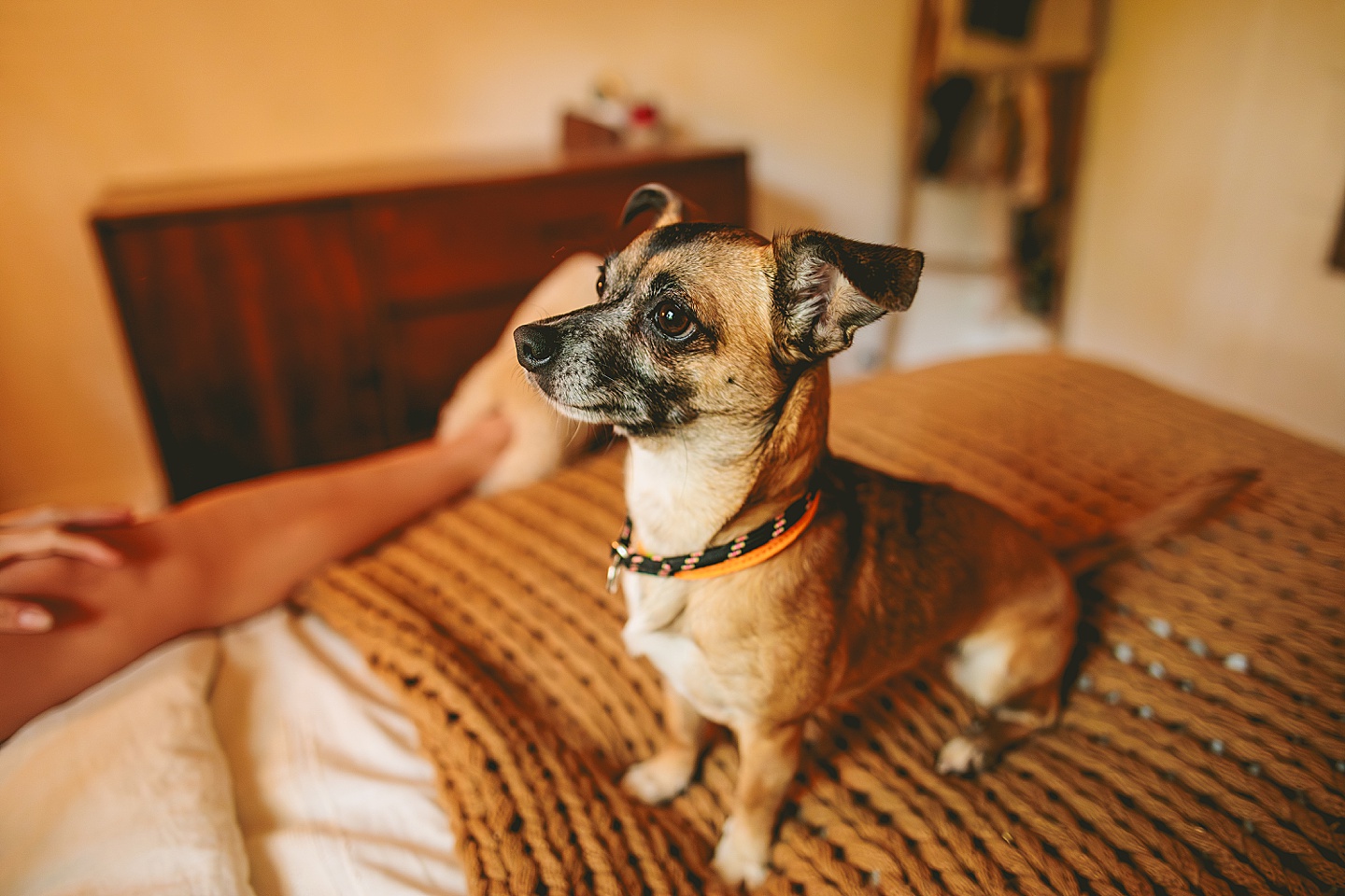 Small dog playing fetch