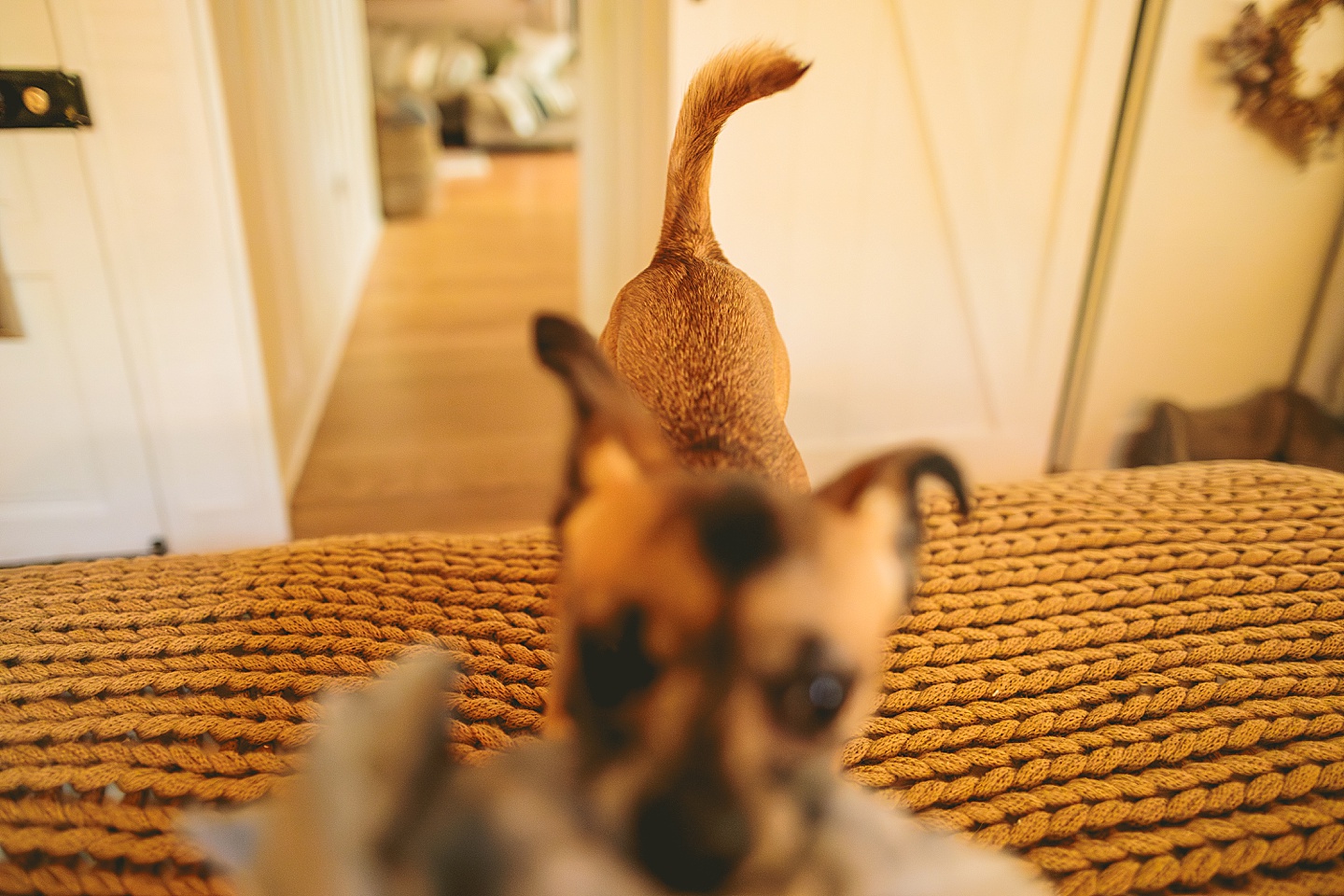 Small dog playing fetch