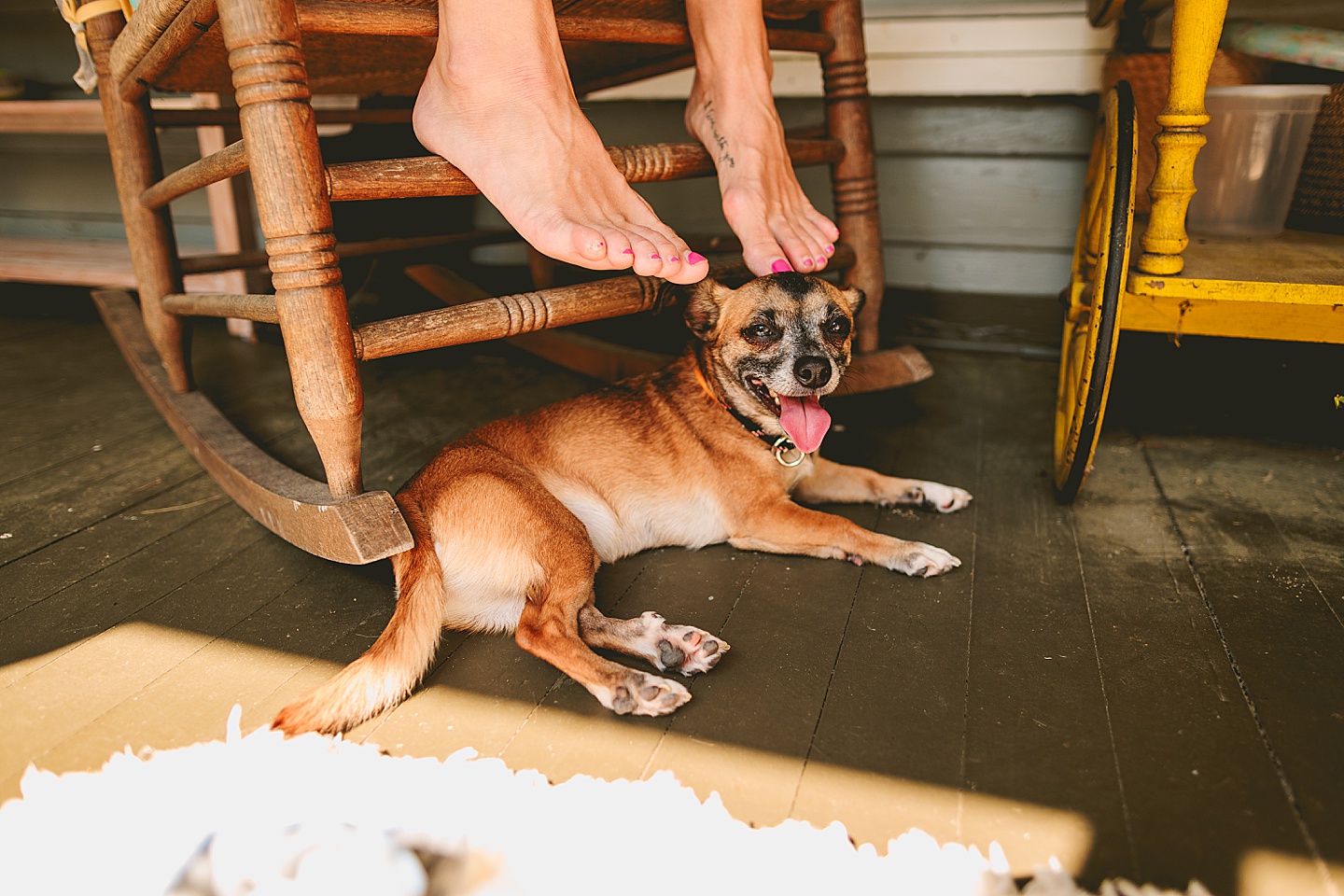 Dog sitting on porch