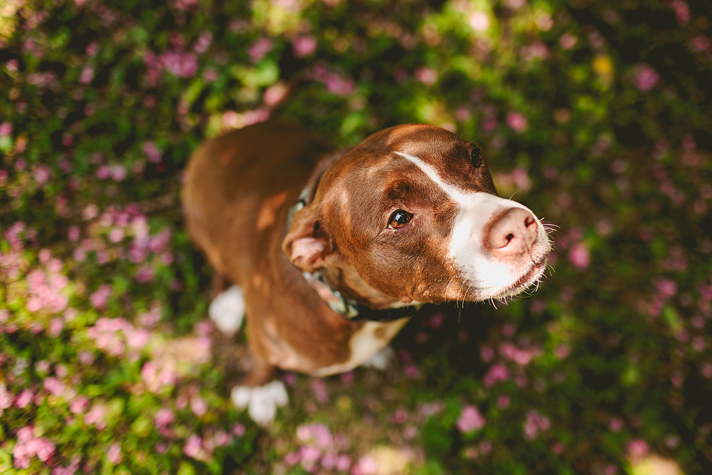 Family photographer in Durham, NC