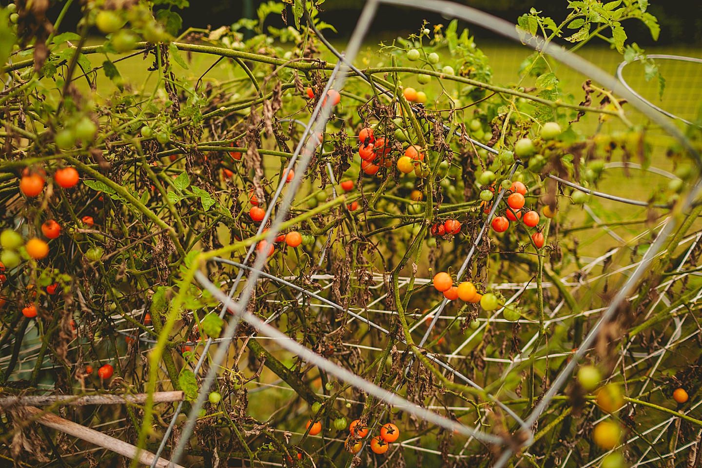 Homegrown tomatoes