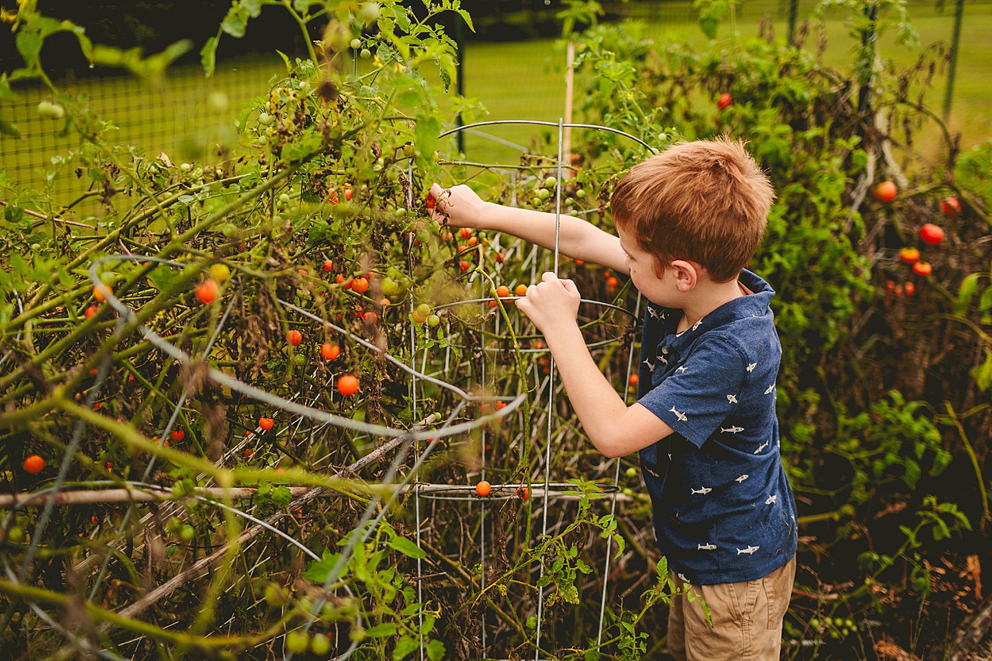 Kid picking tomatoes from the garden