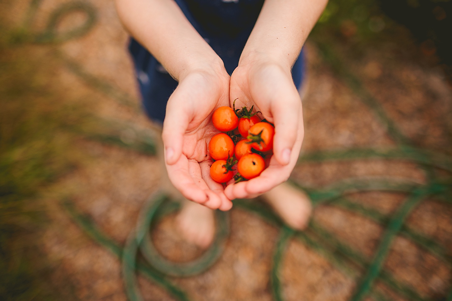 Tomatoes picked from the garden