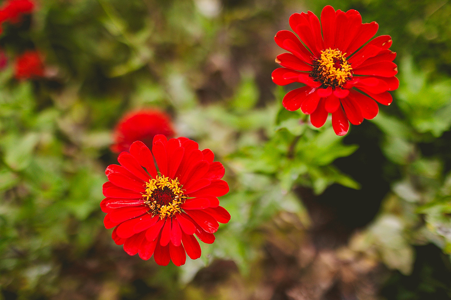 Flowers blooming outside