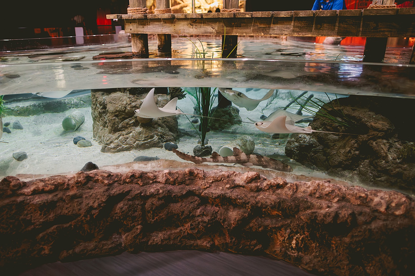 Stingrays at Greensboro Science Center