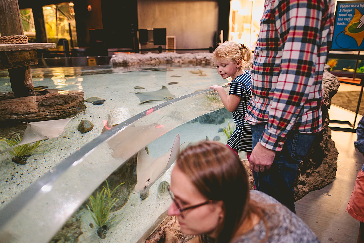 Stingrays at Greensboro Science Center