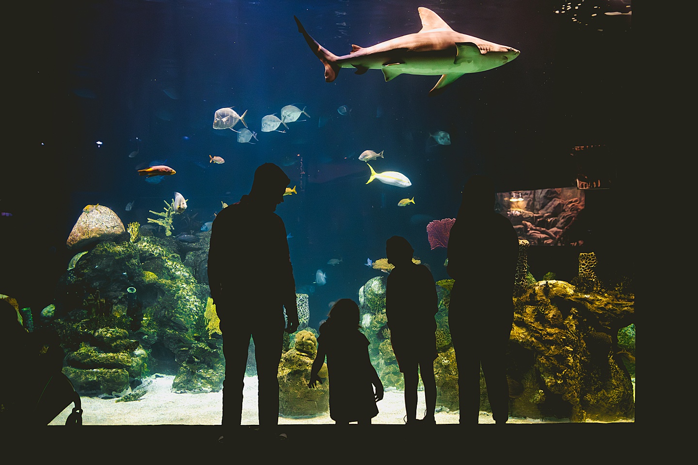 Fish tank at Greensboro Science Center