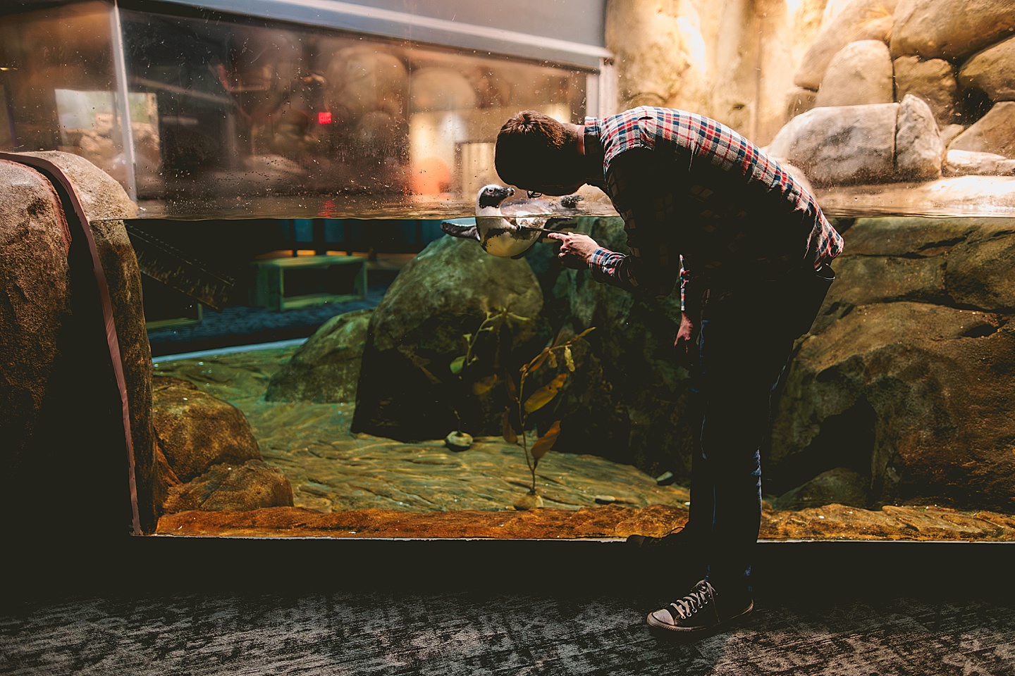 Penguins at the Greensboro Science Center