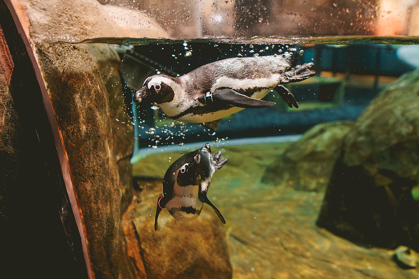 Penguins at the Greensboro Science Center