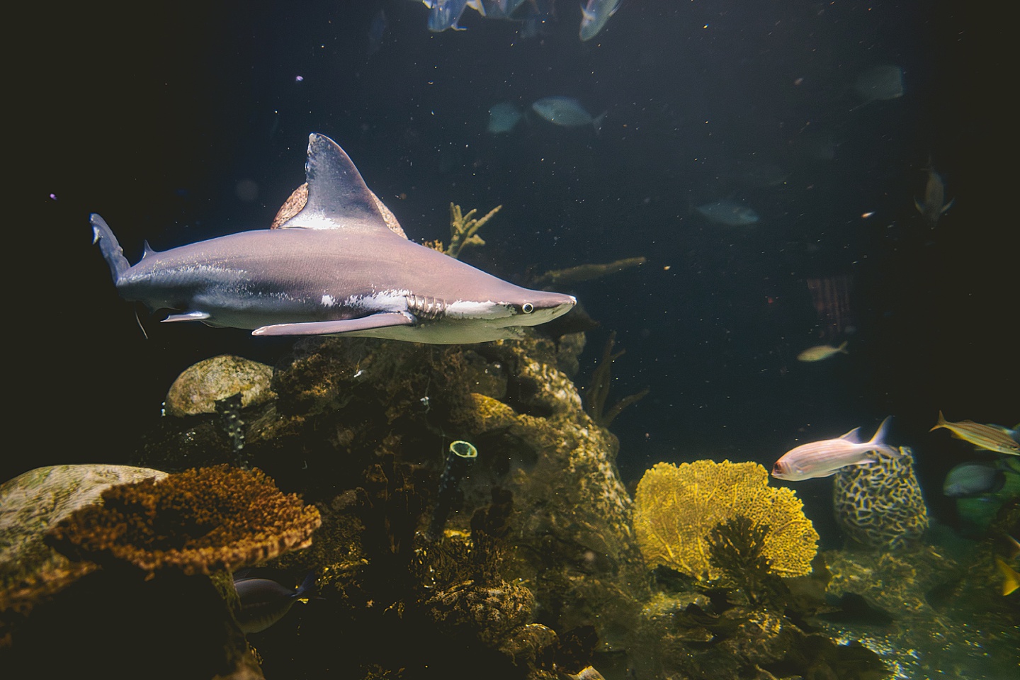 Shark swimming in a tank