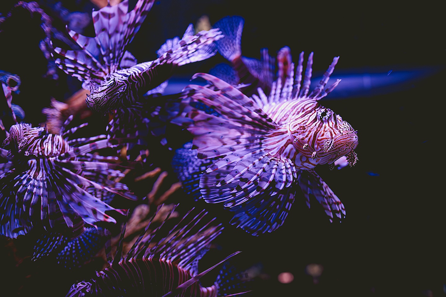 Lionfish in aquariums