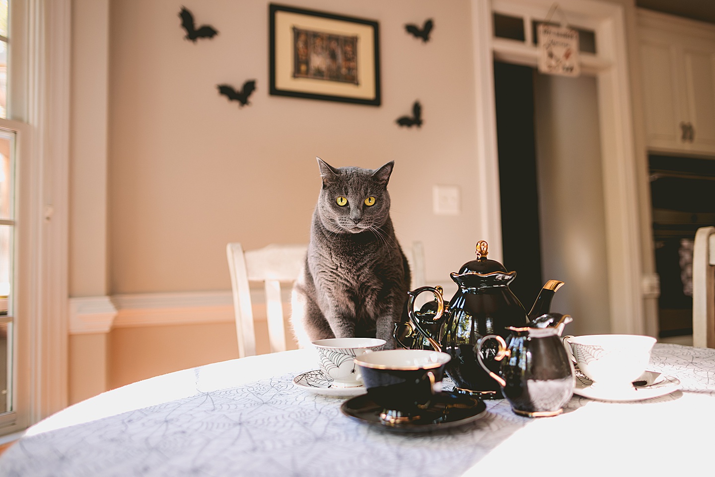 Gray cat sitting with a spooky black tea set and bats on the wall for Halloween