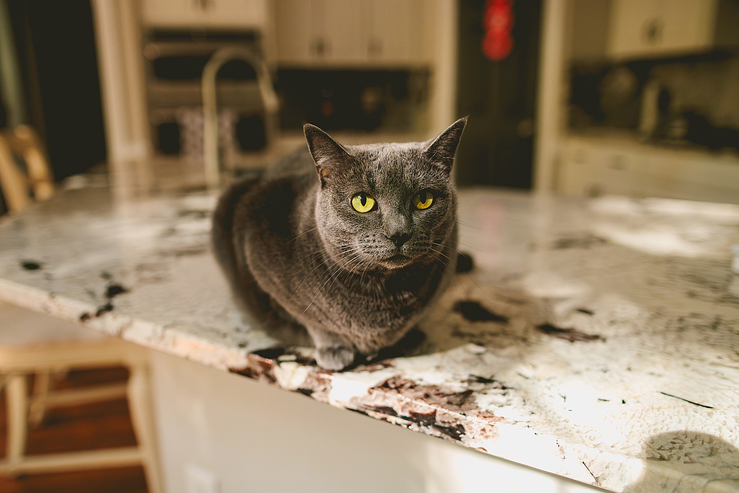 Gray cat with green eyes sitting on kitchen counter