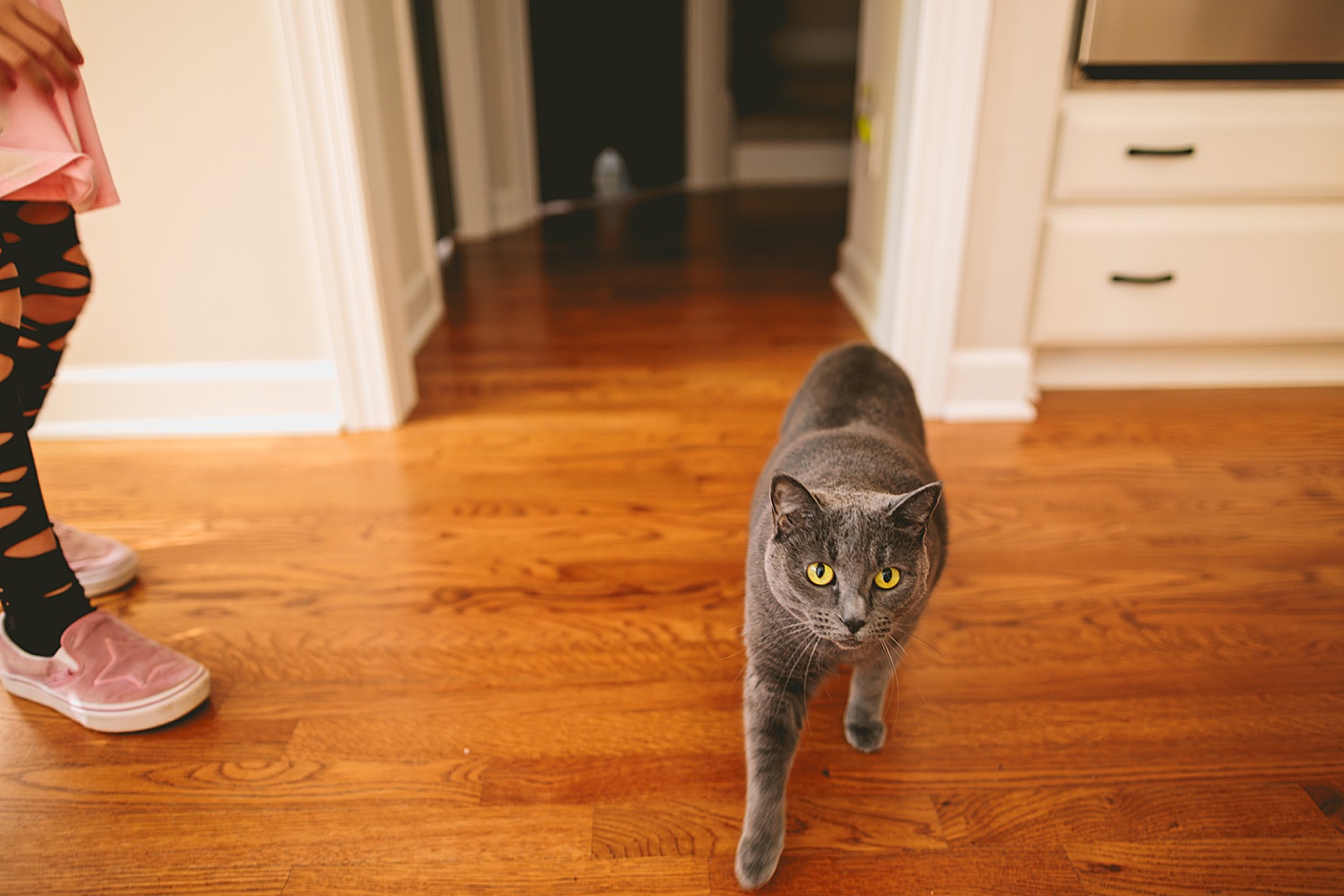 Gray cat with green eyes walking toward you on kitchen floor