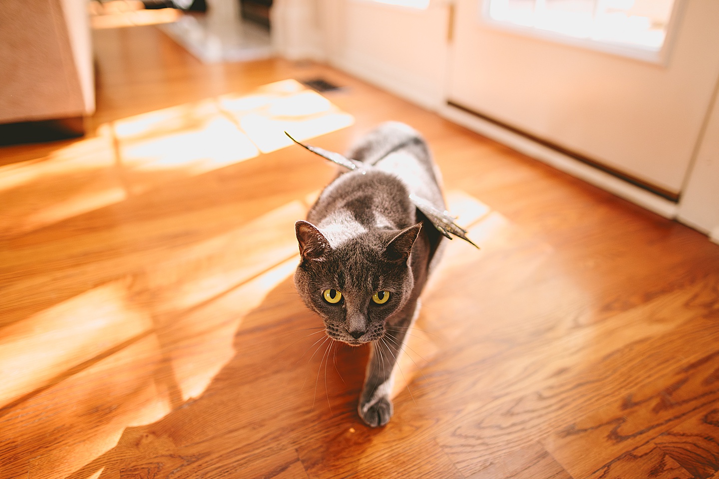 Gray cat with green eyes walking around with a Halloween bat wing costume