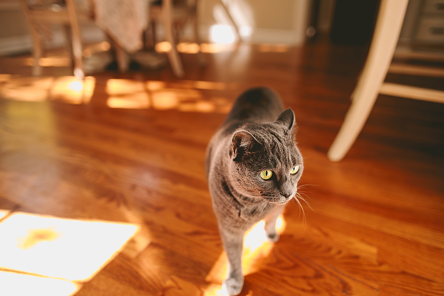 Gray cat walking around the house