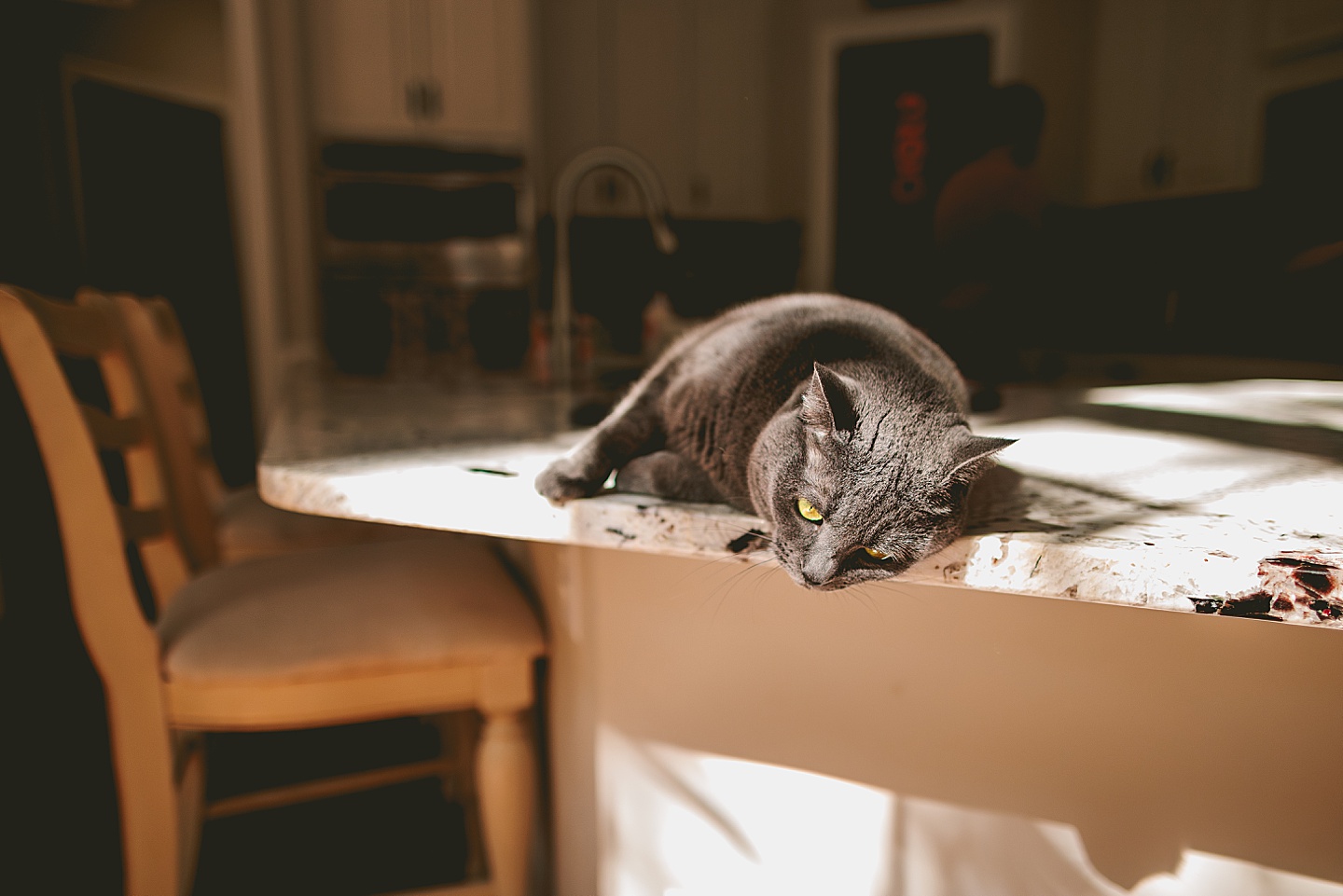 Gray cat lies in a sunbeam on the kitchen counter