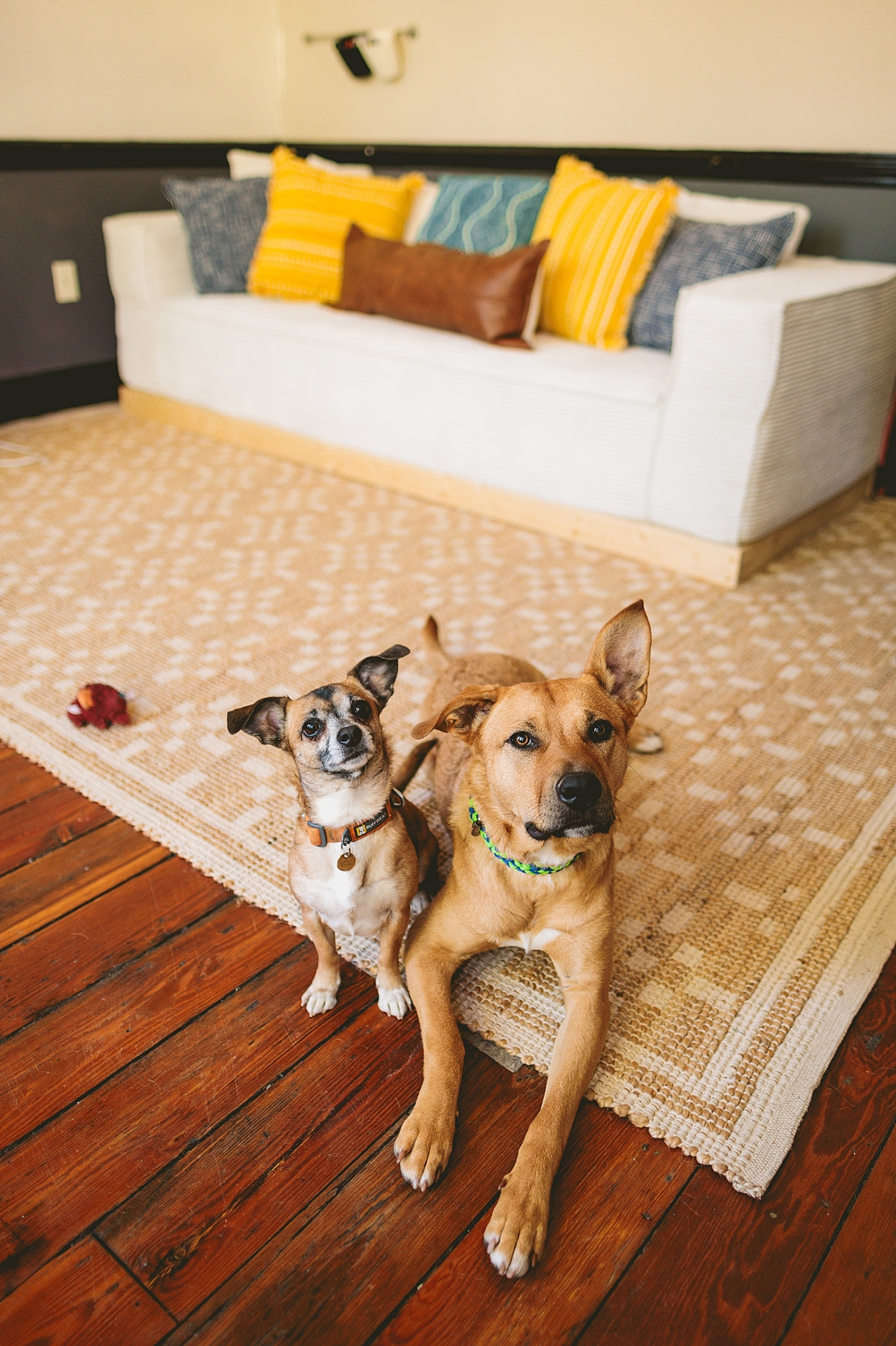 Branding Photographer - Big Dog Little Bed // Durham Small Business Photography