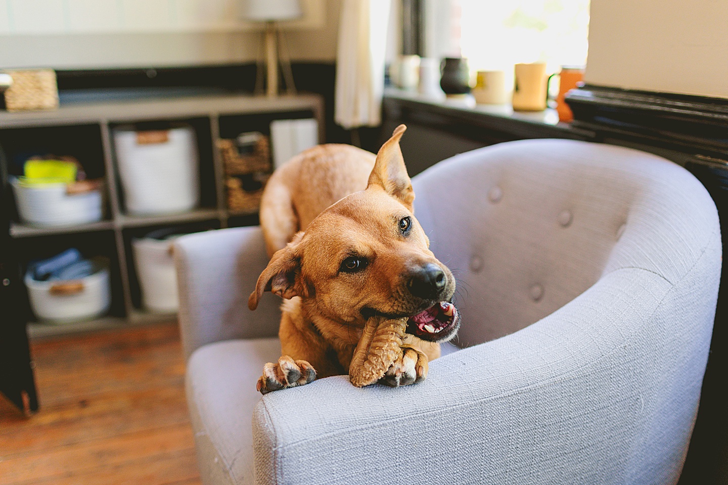 Branding Photographer - Big Dog Little Bed // Durham Small Business Photography