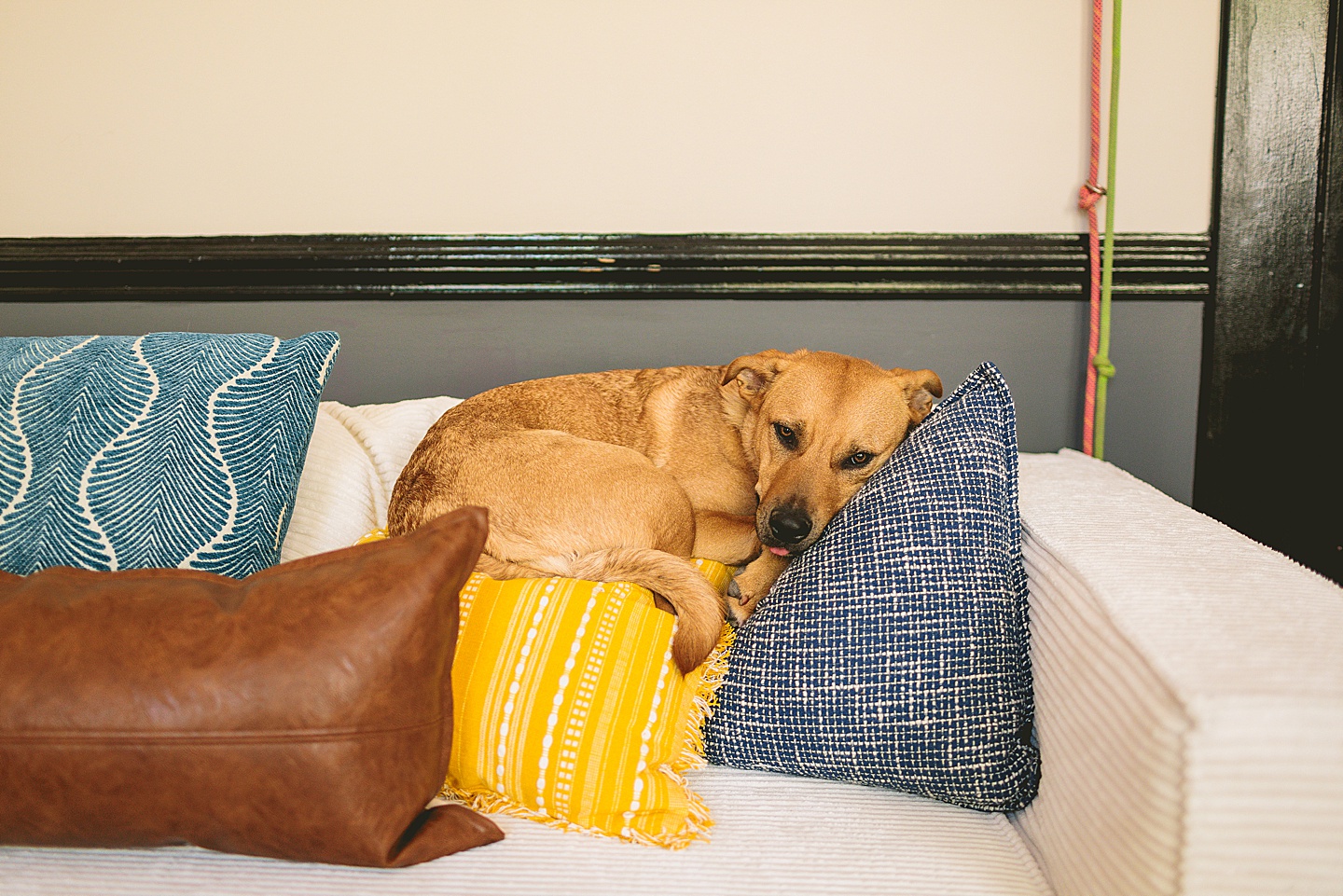 Branding Photographer - Big Dog Little Bed // Durham Small Business Photography