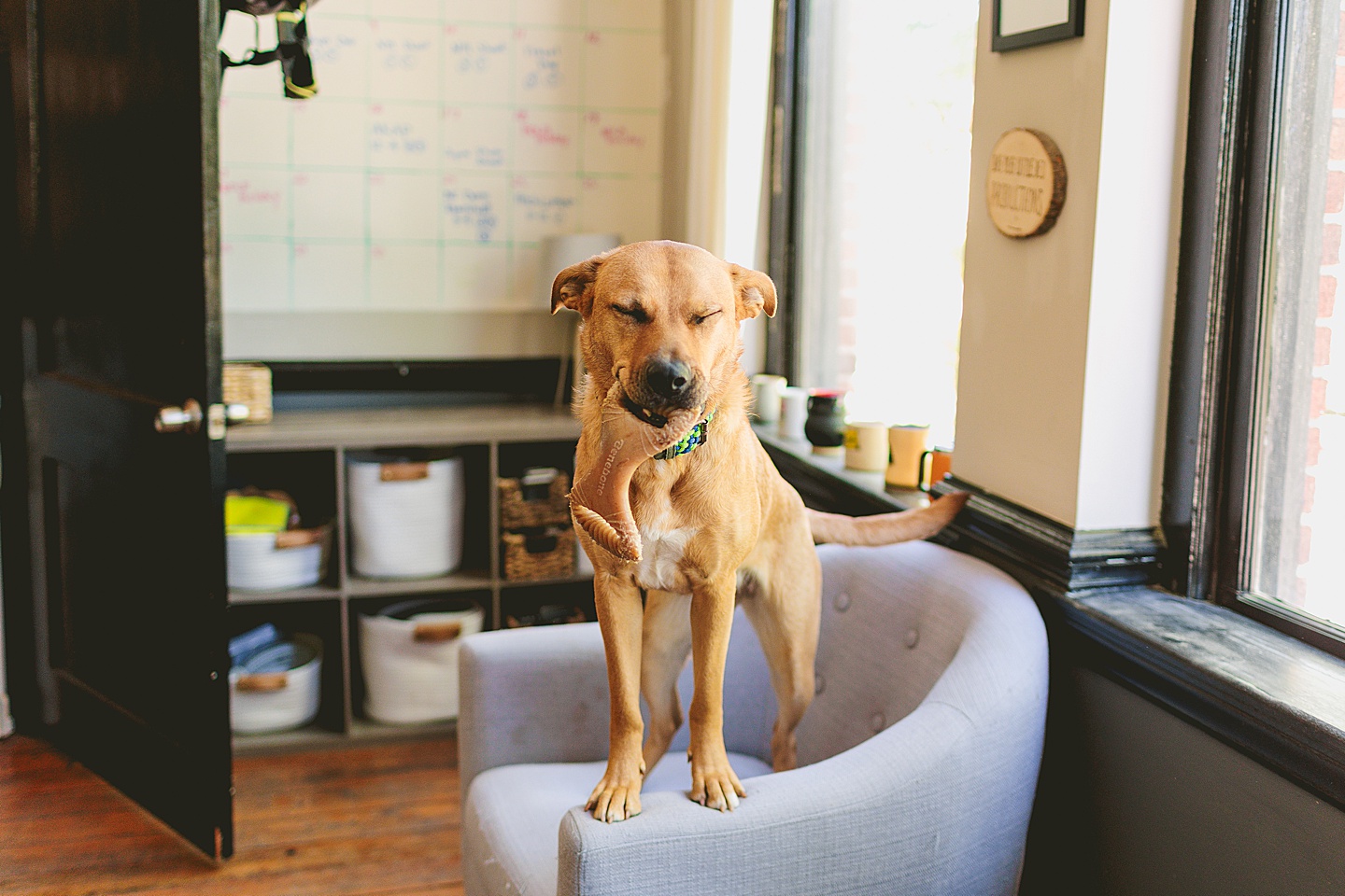 Branding Photographer - Big Dog Little Bed // Durham Small Business Photography