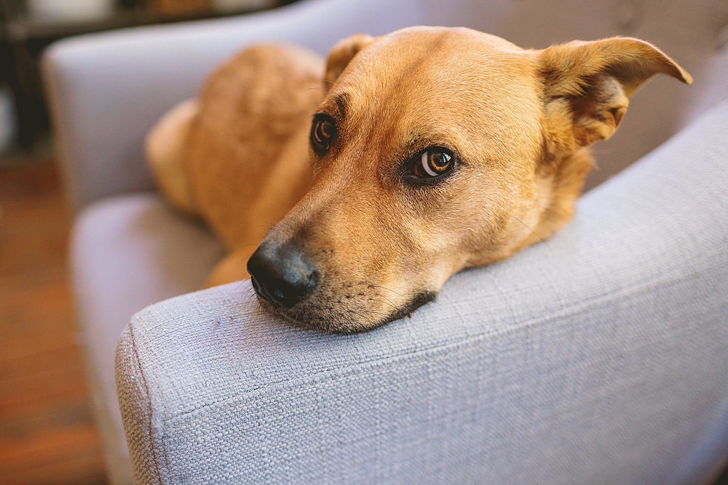 Branding Photographer - Big Dog Little Bed // Durham Small Business Photography