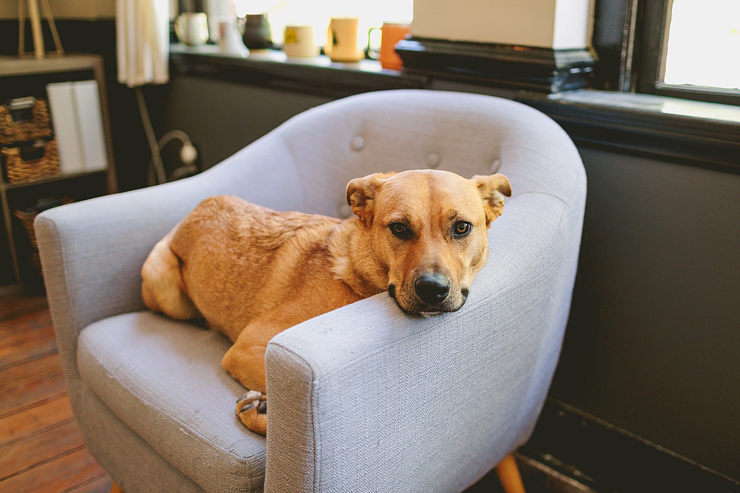 Branding Photographer - Big Dog Little Bed // Durham Small Business Photography