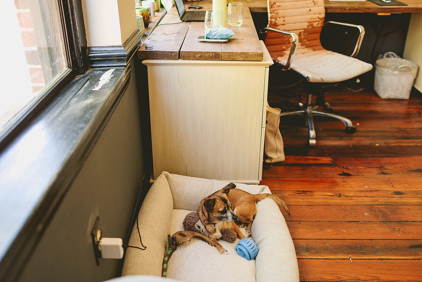 Branding Photographer - Big Dog Little Bed // Durham Small Business Photography