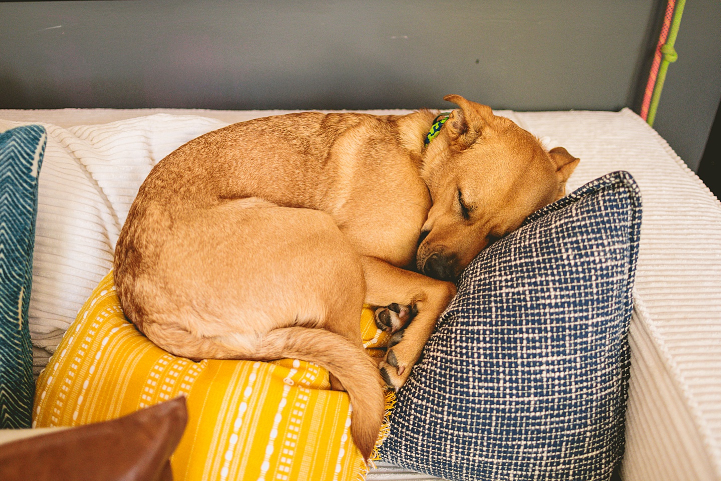Branding Photographer - Big Dog Little Bed // Durham Small Business Photography