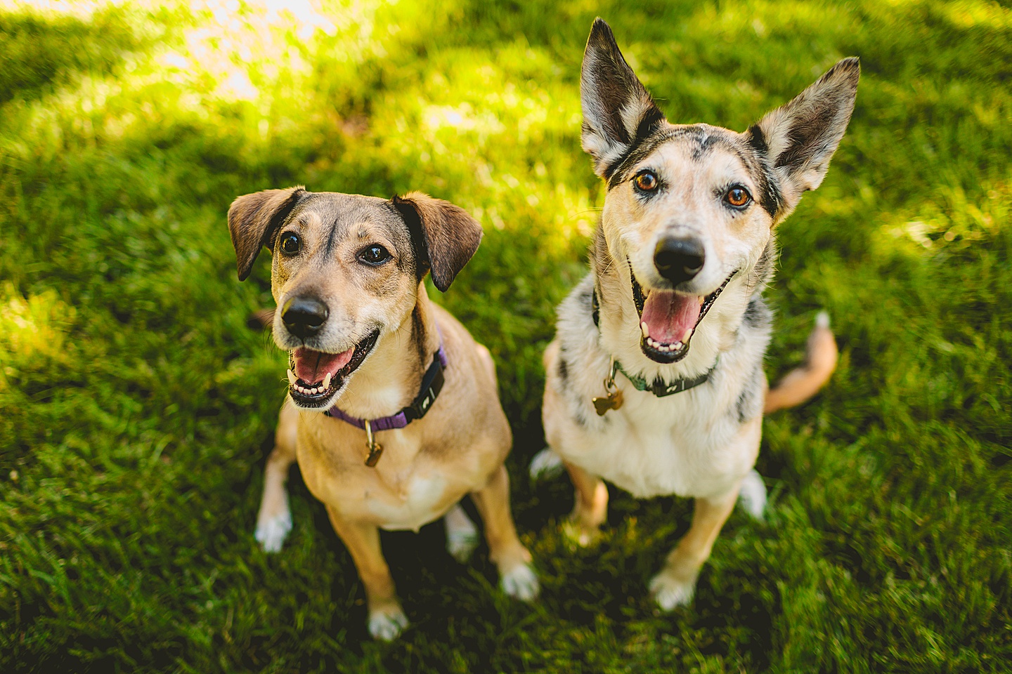 Family Photographer - Quentin + Lady // Backyard Garden Couple Session