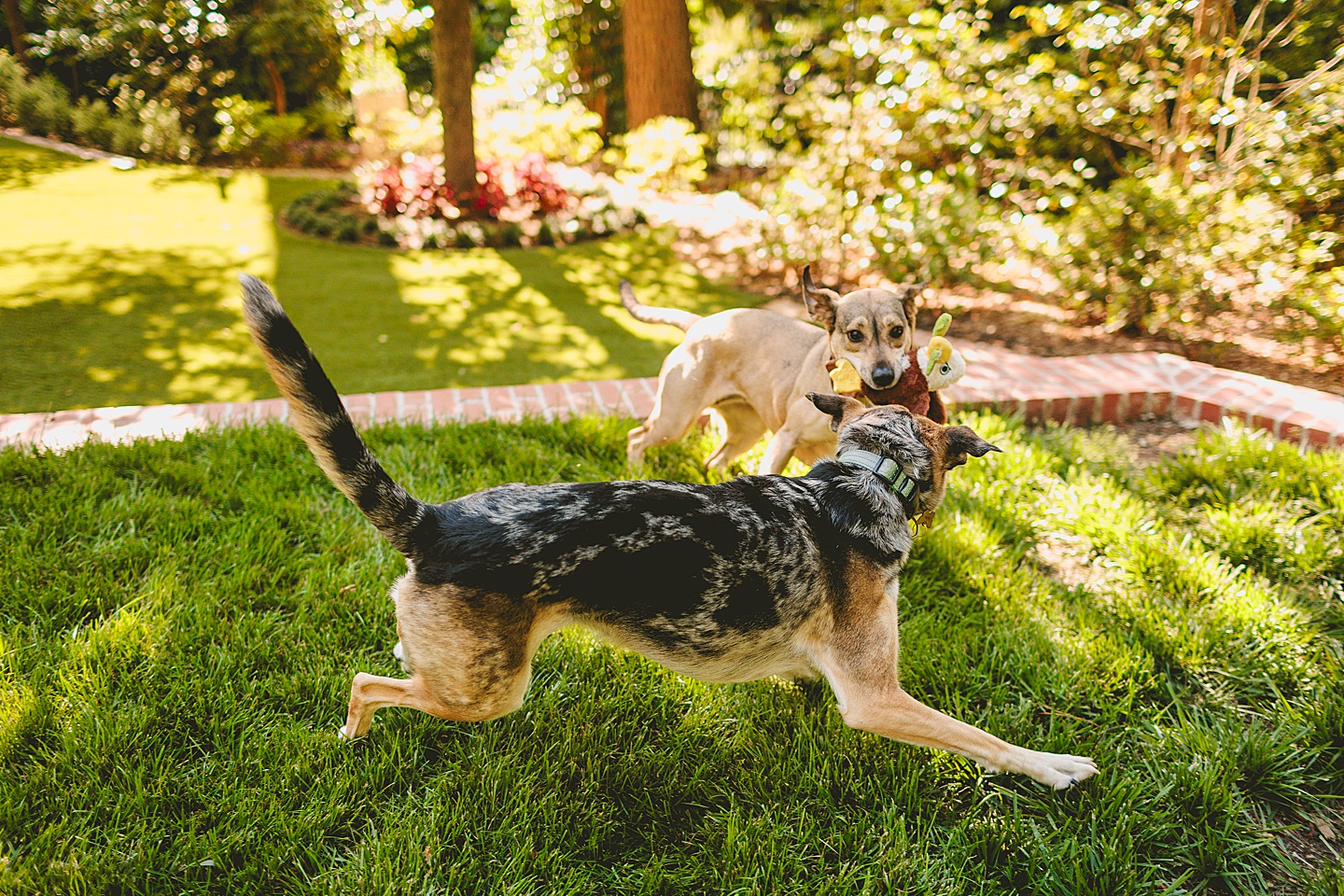 Family Photographer - Quentin + Lady // Backyard Garden Couple Session