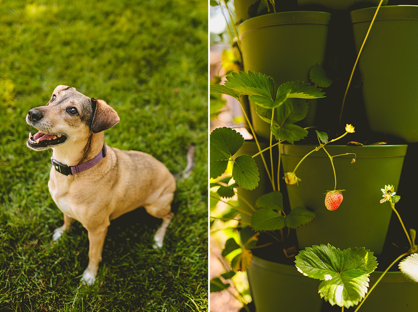 Family Photographer - Quentin + Lady // Backyard Garden Couple Session