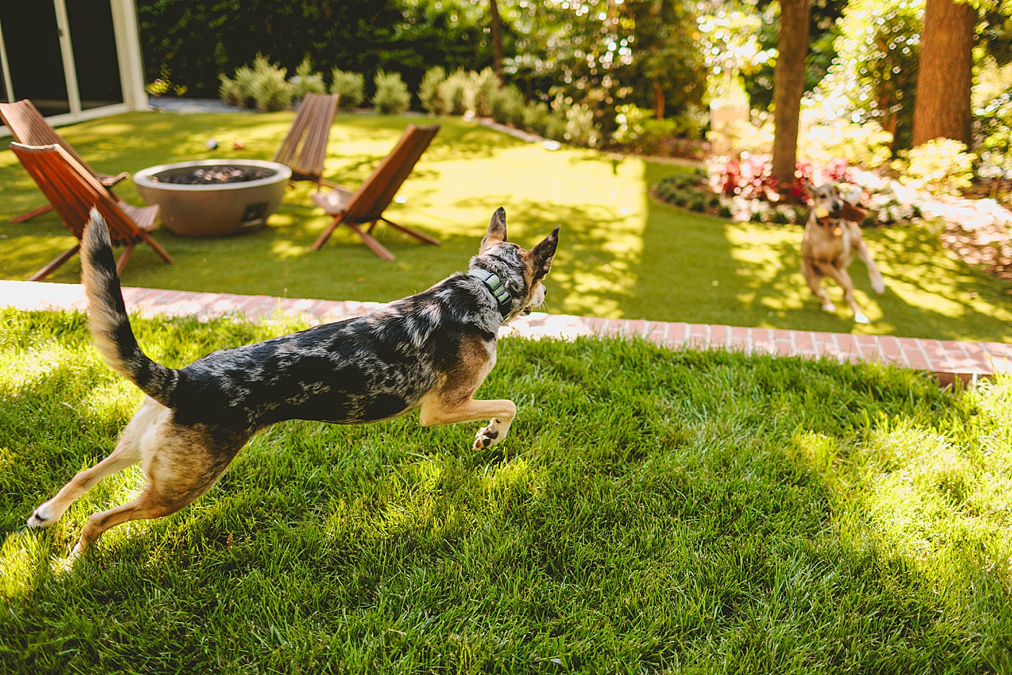 Family Photographer - Quentin + Lady // Backyard Garden Couple Session