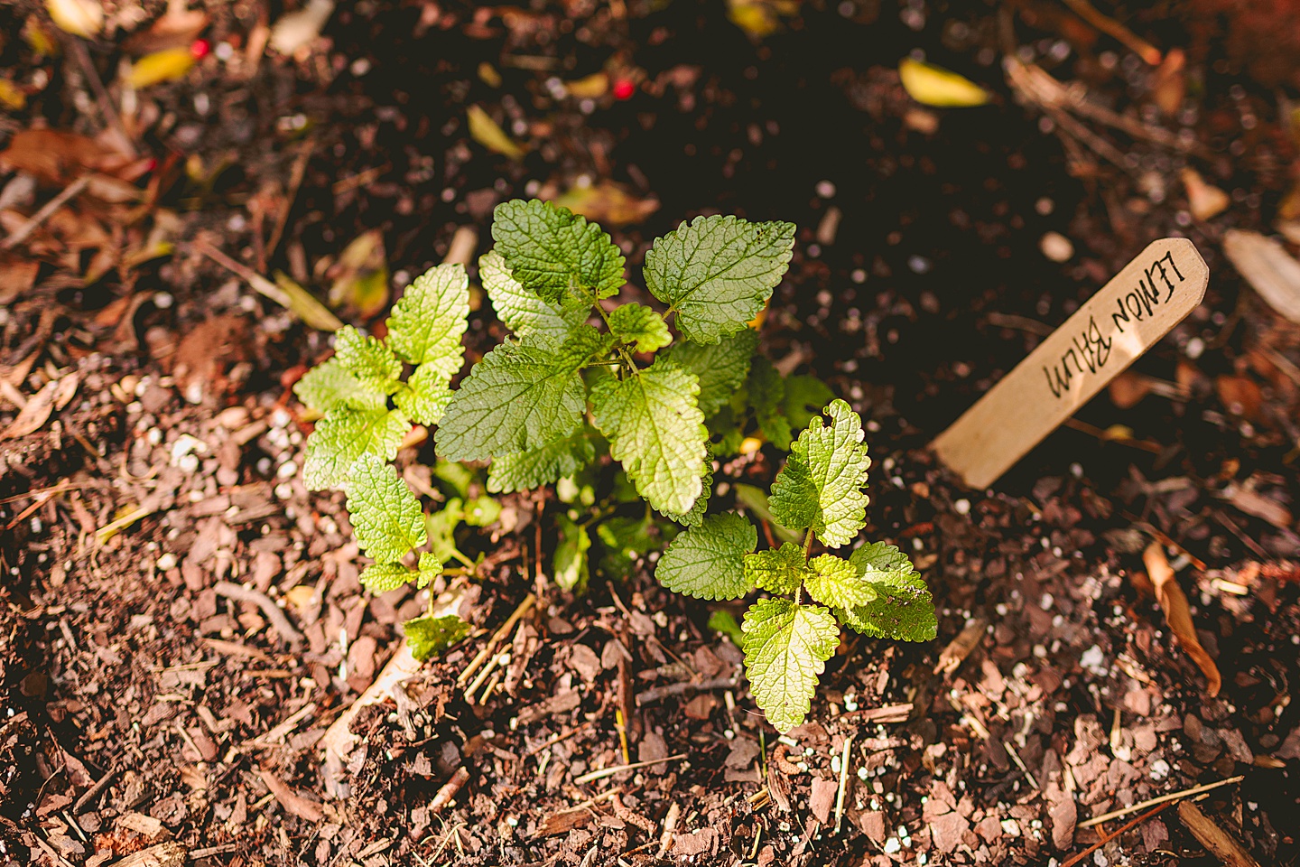 Family Photographer - Quentin + Lady // Backyard Garden Couple Session