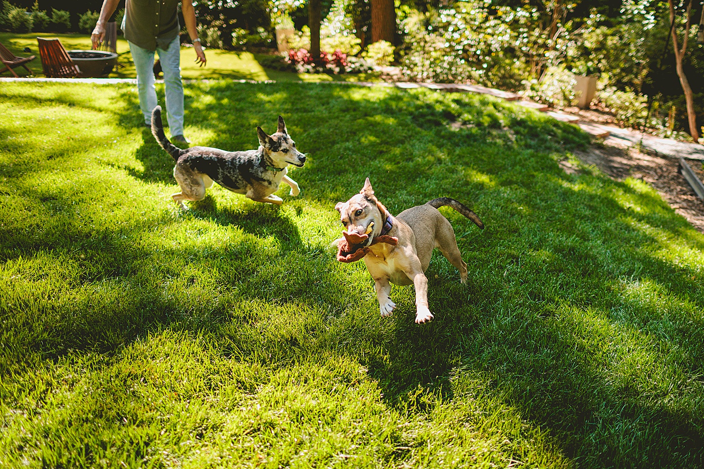 Family Photographer - Quentin + Lady // Backyard Garden Couple Session