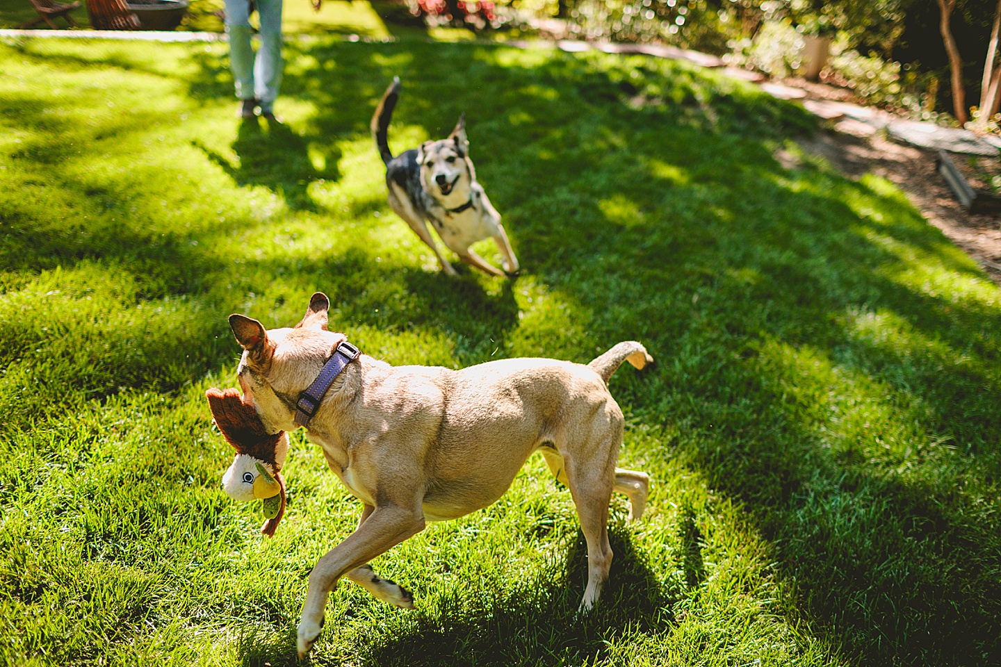 Family Photographer - Quentin + Lady // Backyard Garden Couple Session