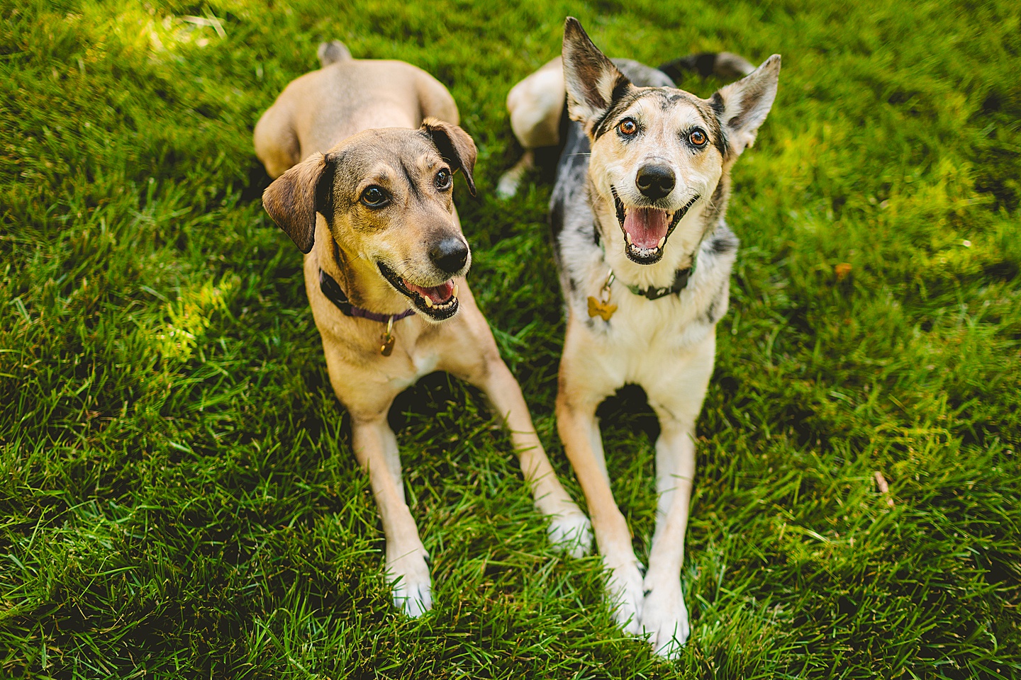 Family Photographer - Quentin + Lady // Backyard Garden Couple Session
