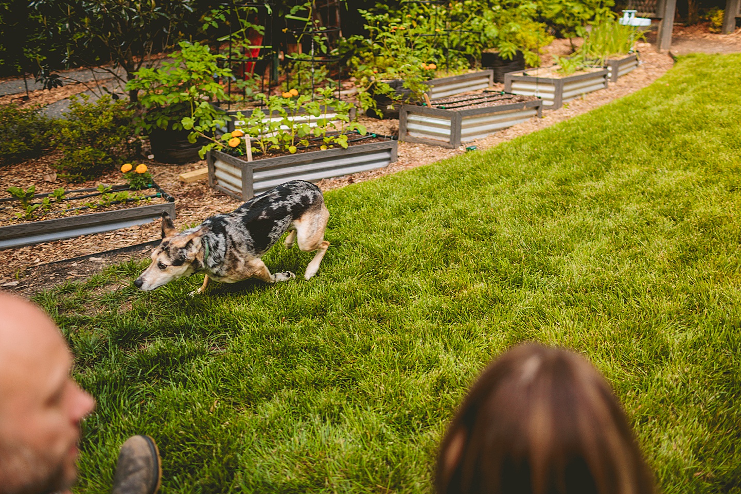 Family Photographer - Quentin + Lady // Backyard Garden Couple Session