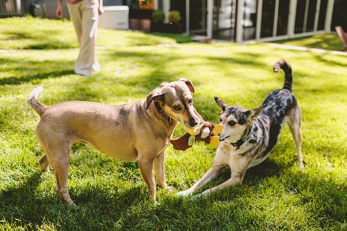 Family Photographer - Quentin + Lady // Backyard Garden Couple Session